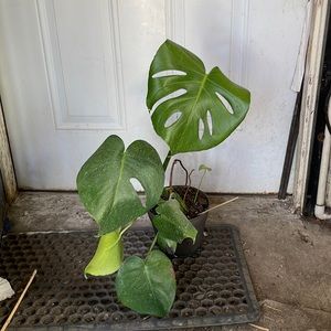 Houseplant Monstera deliciosa